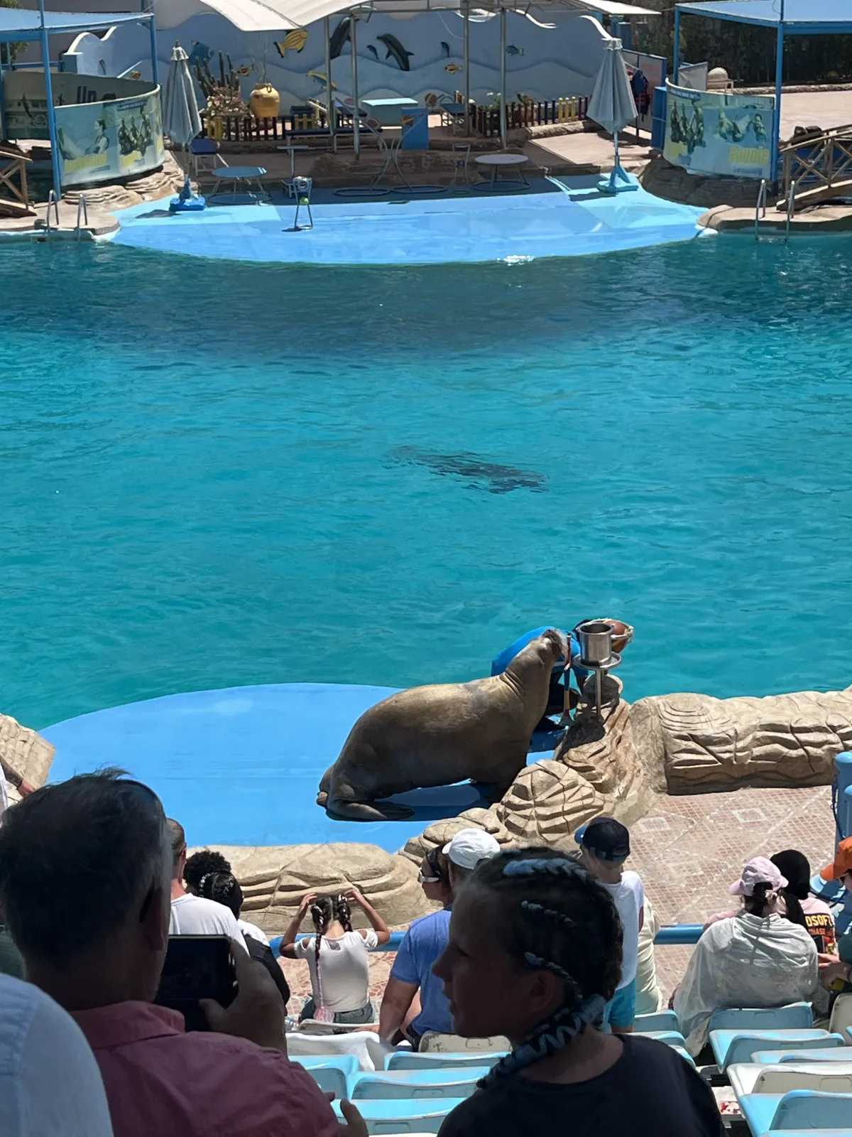 Dolphin Show and swimming – A Magical Day with the Dolphins!